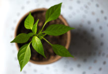 Jak dbać o środowisko naturalne – poradnik Środkowisko naturalne