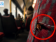 Pluskwy w autobusach? Te dane mogą zaskoczyć pasażerów pluskwy w autobusach